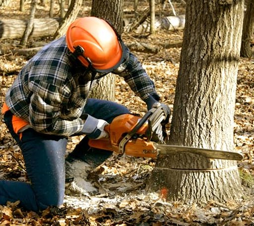 Tree Removal in Warren, IL